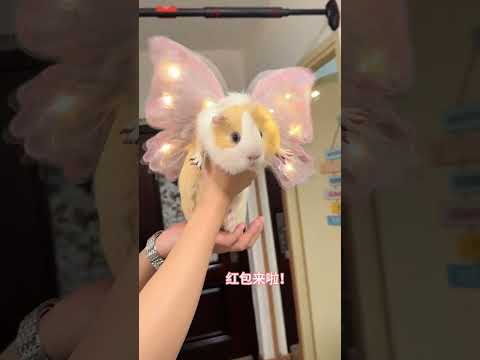 The real version of the fairy descends to earth When humans began to imitate the pig girl, the f