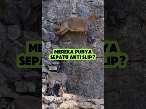 Inilah yang membuat kambing gunung dijuluki sebagai pendaki terbaik