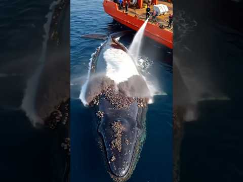 3 Animais que Explodem feito BOMBA!💣 #natureza #animais #curiosidades #animals
