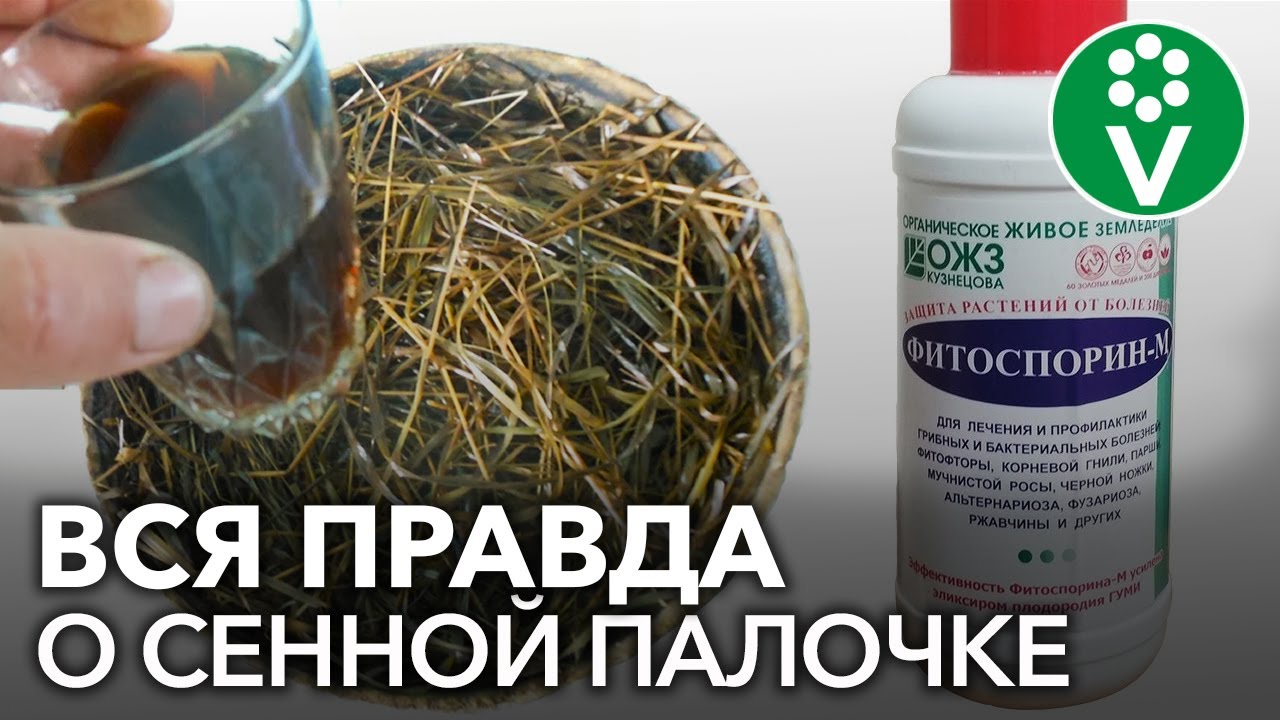 Отвар сена вместо фитоспорина? Разбираем популярные мифы о сенной палочке