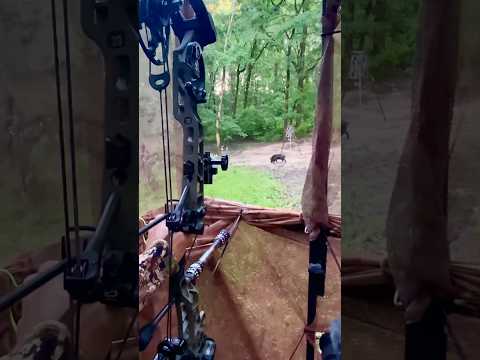Perfect Bow Shot On a Wild Hog With a Lighted Nock! #shorts #hunting #hoghunting