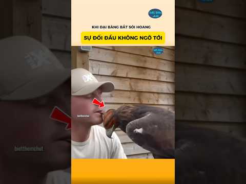 Khi Đại Bàng Bắt Sói Hoang Sự Đối Đầu Không Ngờ Tới #khoahọcthúvi #kiếnthức #tintuc