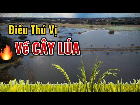 Tại sao cây lúa không bị úng khi ở dước nước ?