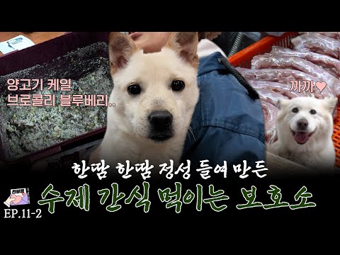 한땀 한땀 정성 들여 만든 수제 간식 먹이는 보호소 A shelter where every treat is lovingly handmade