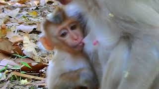 Cute baby monkey