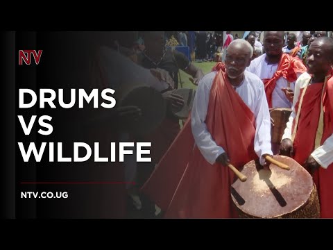 YouTube video thumbnail: Traditional Ugandan Drums and Wildlife Conservation Concerns