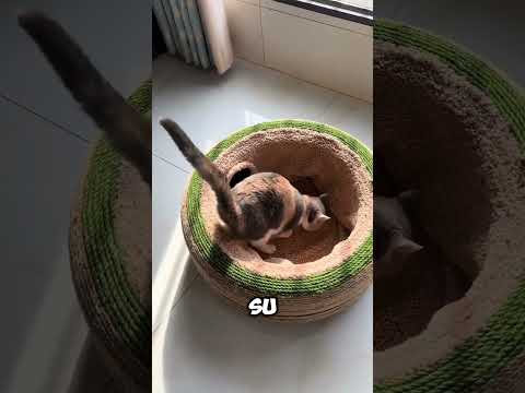 El escondite secreto de un gatito 🐱💖