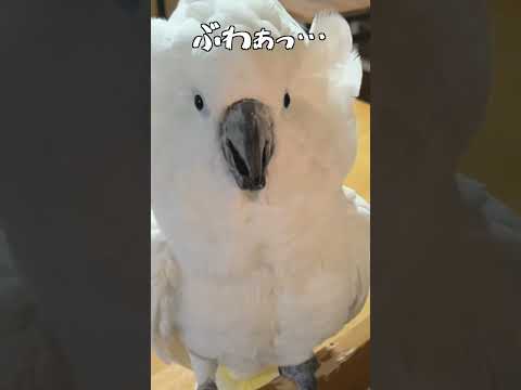 オウムの前でおもちゃのペンギンを可愛がると…?#shorts