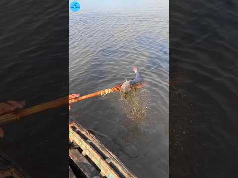 Boy Catch Fish In Rain With Bamboo Crossbow Fishing /Fishing. (part -107) #shorts #fish #jumping