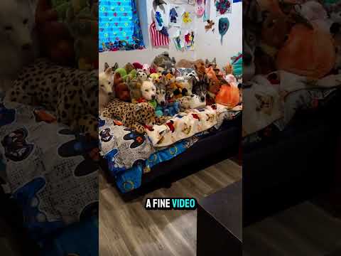 Trova i cani challenge #youtubeshorts #cani #shorts #shortsfeed #viralshorts #shortsviral #challenge