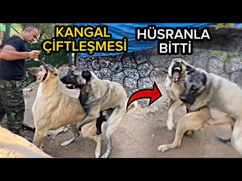KANGAL ÇİFTLEŞMESİ MALESEF OLMADI!DİŞİ ERKEĞİ KABUL ETMEDİ