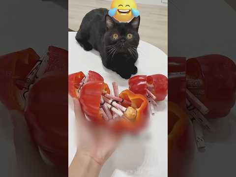 Эта кошка сделала хозяйку богатой 😱💸 #милыеживотные #животные