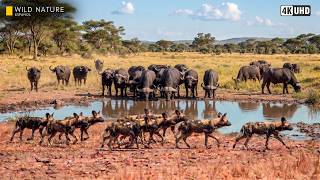 África Indomable - La Lucha por la Supervivencia en el Delta | Documental de Animales 4K