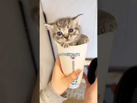 猫神様