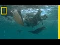 Galapagos Penguins and Anchovy Feast