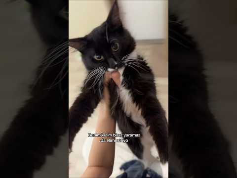 Kedim Bitter ile akım çekerken elimi ısırdı 😅 #shorts