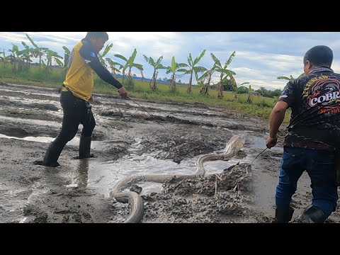 Hinabol namin ang kabrasong cobra sa putikan