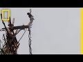 Cultural Significance of Land Diving
