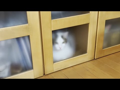 お父さんのラーメン置き場で立て籠もる猫