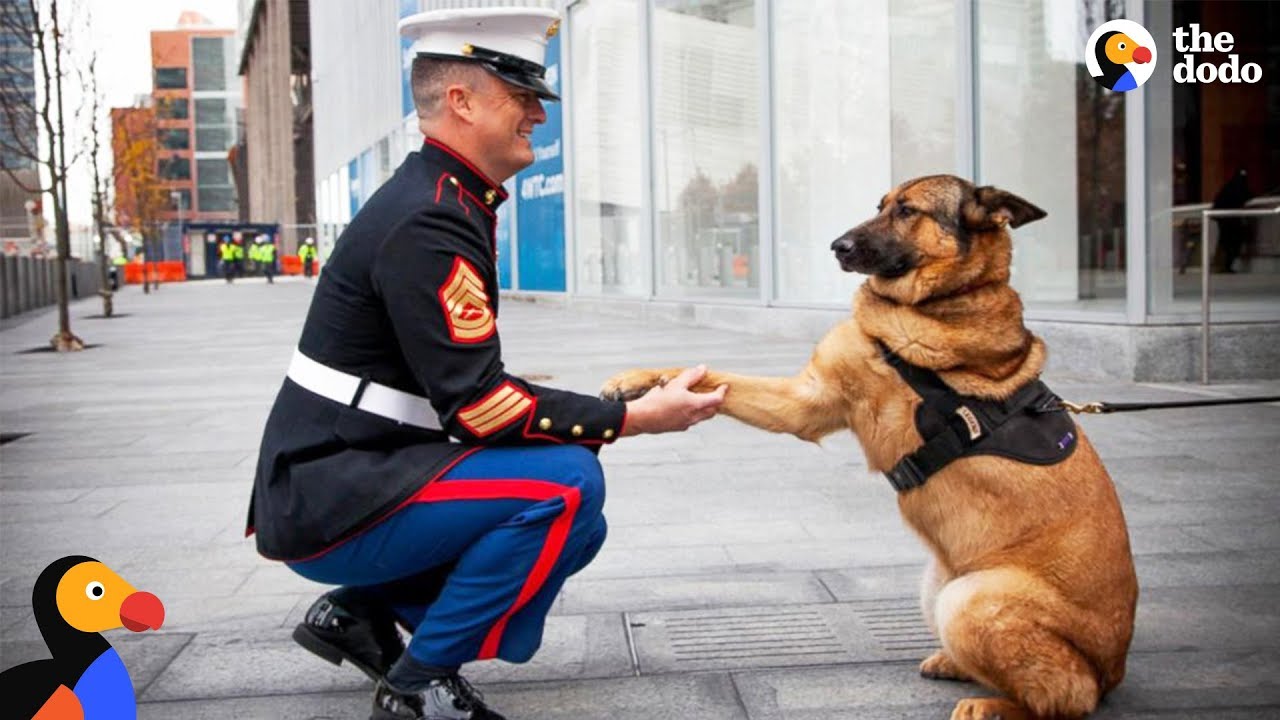 Soldiers Come Home To Dogs Compilation & More Best Of