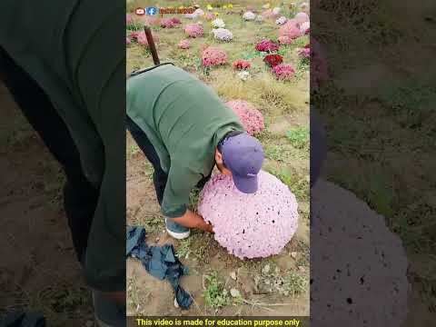 ভুল করেও এই ফুলগুলো কোথাও রেখে আসবেন না | Don't leave these flower anywhere by mistake | Factz Riyad
