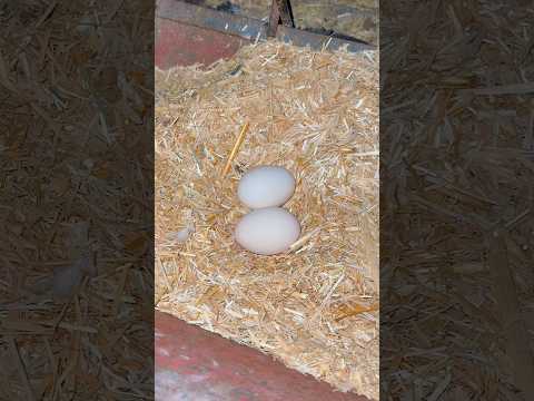 فقاسة فراخ ناجحه بأدوات منزلية بسيطة = simple inventions diy crafts