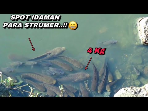 Spot idaman pemancing..! Mancing ikan gabus