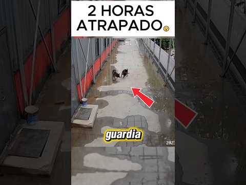 Un pastor alemán cae a una fosa y el otro lo ayuda