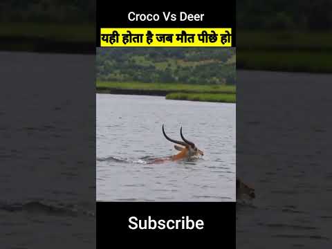 Crocodile लगा था पीछे फिर जो हुआ😯 ##crocodile #animal #shorts