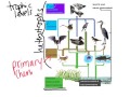 Energy Flow and Ecosystem Dynamics