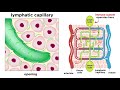 Lymphatic System Structure and Function