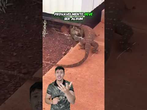 1/2 LAGARTO MONITOR vs GATO - Vida Animal Comentada