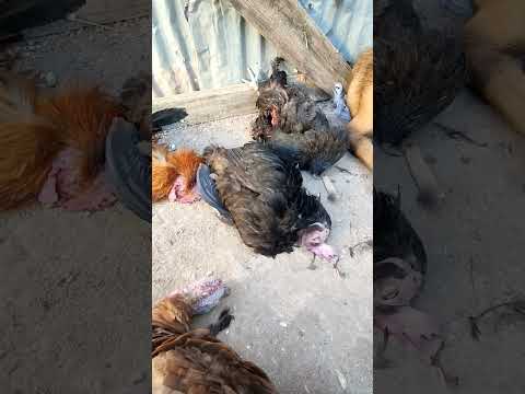 هاذهي معانات كل مربي الدواجن مع الكلاب