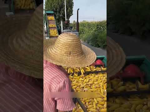ये मशीन 1 मिनट में भुट्टे से दाना निकाल देंगी #shorts #youtubeshorts