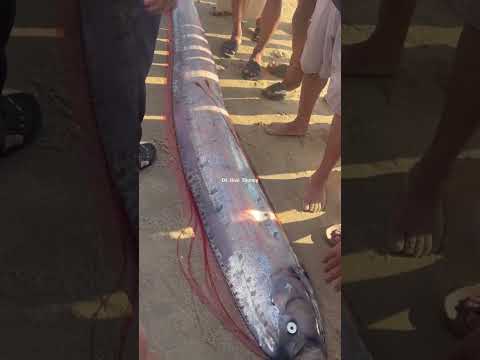 Cá Hố Rồng Khổng Lồ Trôi Dạt Vào Bờ Biển Bình Thuận #đỗhoàithương #shotrs #phậtgiáohòahảo