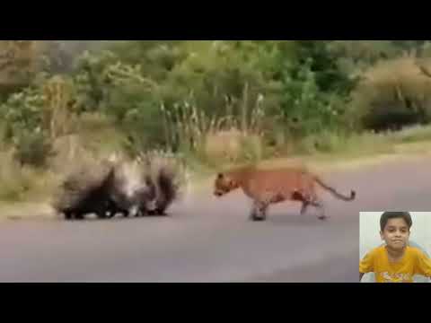 "Porcupine Parents' Ultimate Sacrifice: Saving Their Baby"