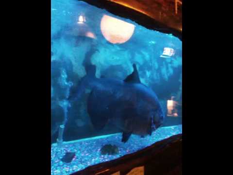 Johnny Depp's Costar Rufus Needs A New Home! Gets The Deets On Helping Bahooka's Famous Fish HERE!