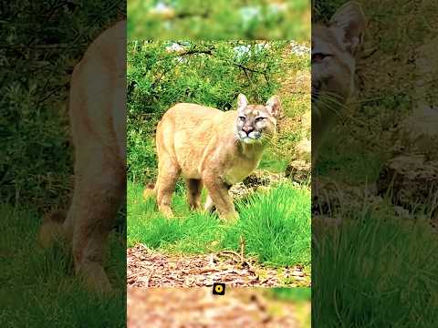 ¡Puma intenta Cazar a un Perro! #puma #vs #perro #animalessalvajes