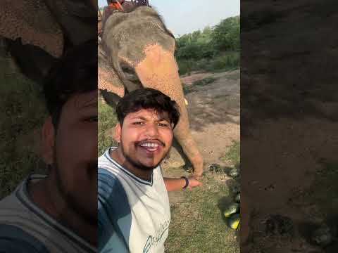 How Much Can an Elephant Eat?!