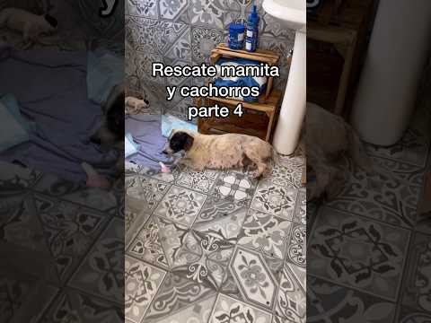 La mamita está muy enferma, pero tengo esperanza de que saldrá adelante! 🙏