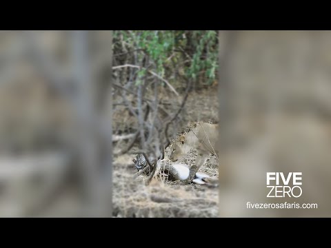 Python vs Impala vs Lions - Full Video