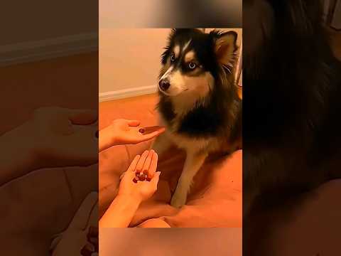 Funny pet fails - Try Not To Laugh #fail #funny #pets #cat #dog
