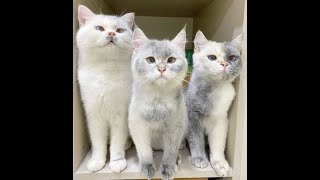 😺 Это не грязь, а маскировка! 🐕 Смешное видео с собаками и кошками! 😸