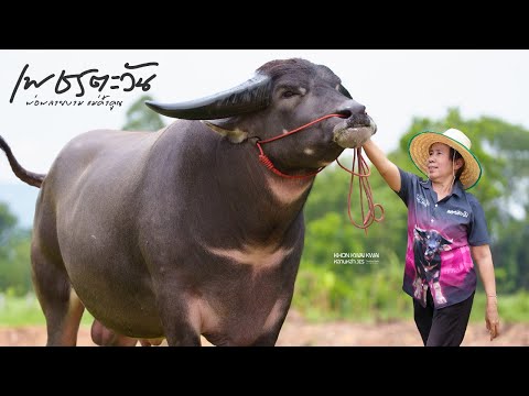 เพชรตะวัน น้ำหนัก 1,600-1,700กก. พ่อพลายยงาม(ใบหยก) แม่ค้ำคูณ(เบิ้มพันล้าน) ชนัฐปภาฟาร์ม จ.ขอนแก่น