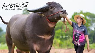 เพชรตะวัน น้ำหนัก 1,600-1,700กก. พ่อพลายยงาม(ใบหยก) แม่ค้ำคูณ(เบิ้มพันล้าน) ชนัฐปภาฟาร์ม จ.ขอนแก่น