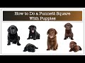 Decoding Punnett Squares with Puppies