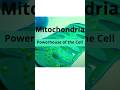 Understanding Mitochondria