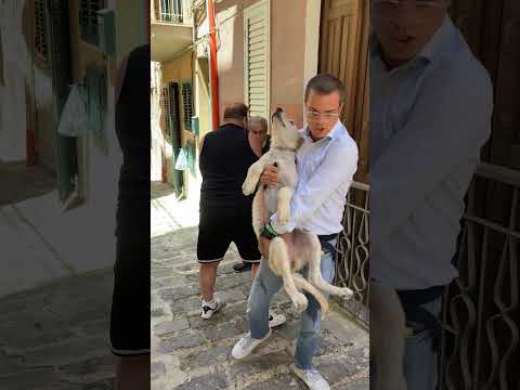 Salvato il cane di Butera picchiato selvaggiamente
