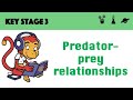 Predator-Prey Dynamics Assessment
