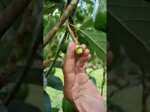 Você sempre COLHE FRUTOS ERRADO e não SABIA #shorts